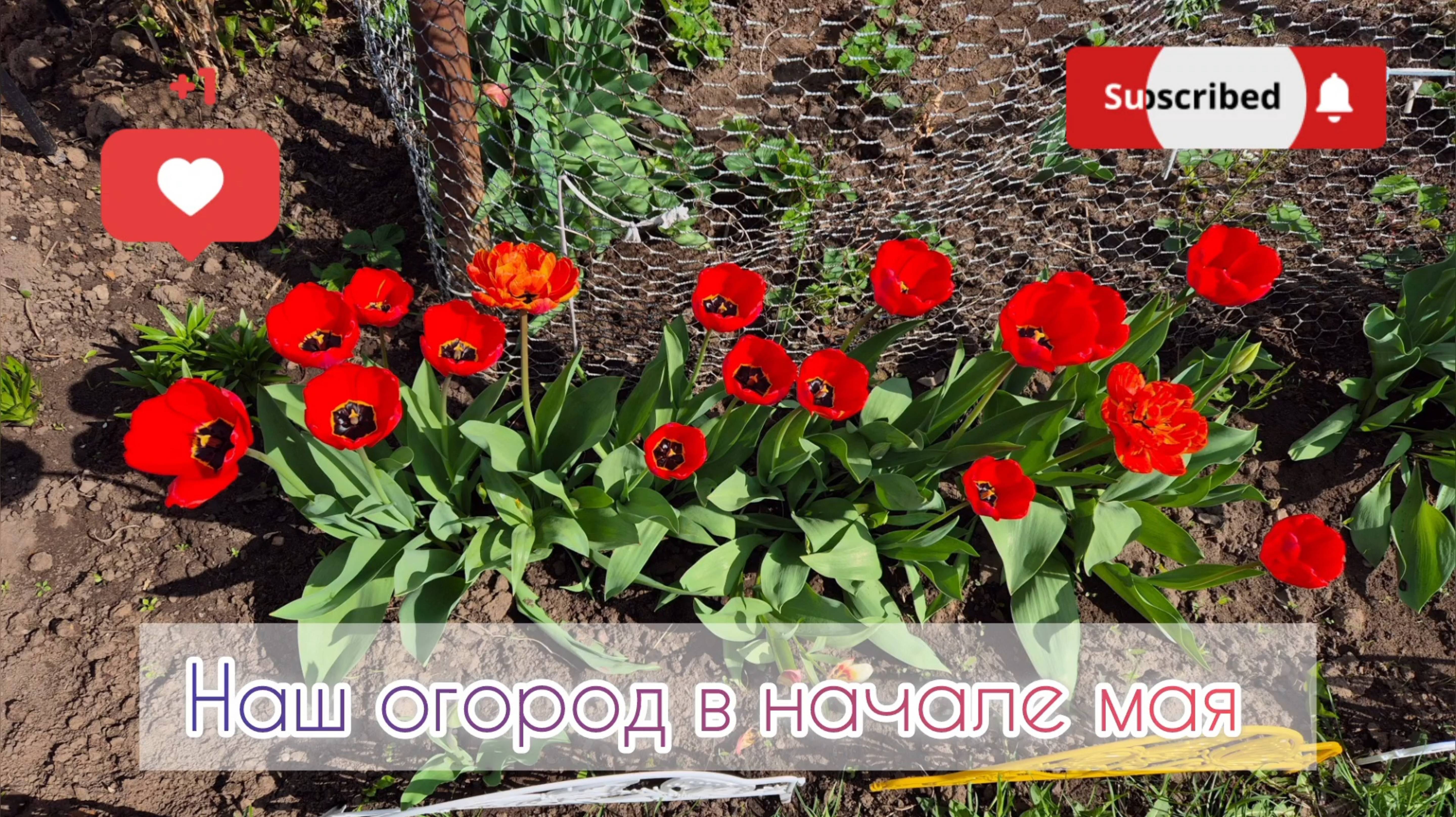 Наш огород в начале мая 🌷что выросло
