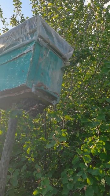 Поймали рой пчел в ловушку