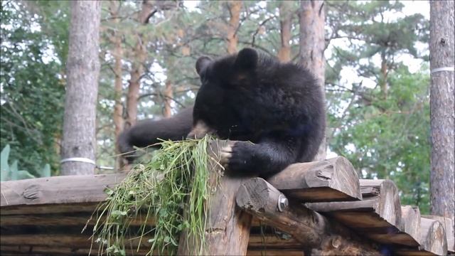 Уссурийские медвежата после завтрака кушают траву и ветки 25.06.2025