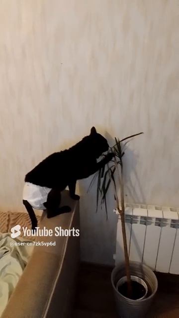 Маркиз.