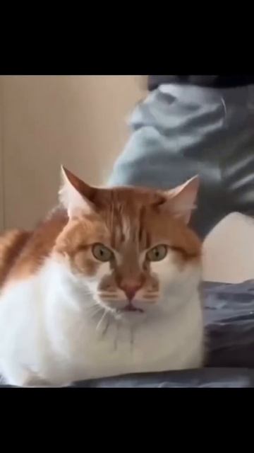КОТЯРА ВЫДАЛ