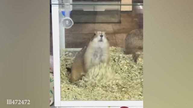 Забавные глупые животные, которые заставят вас смеяться