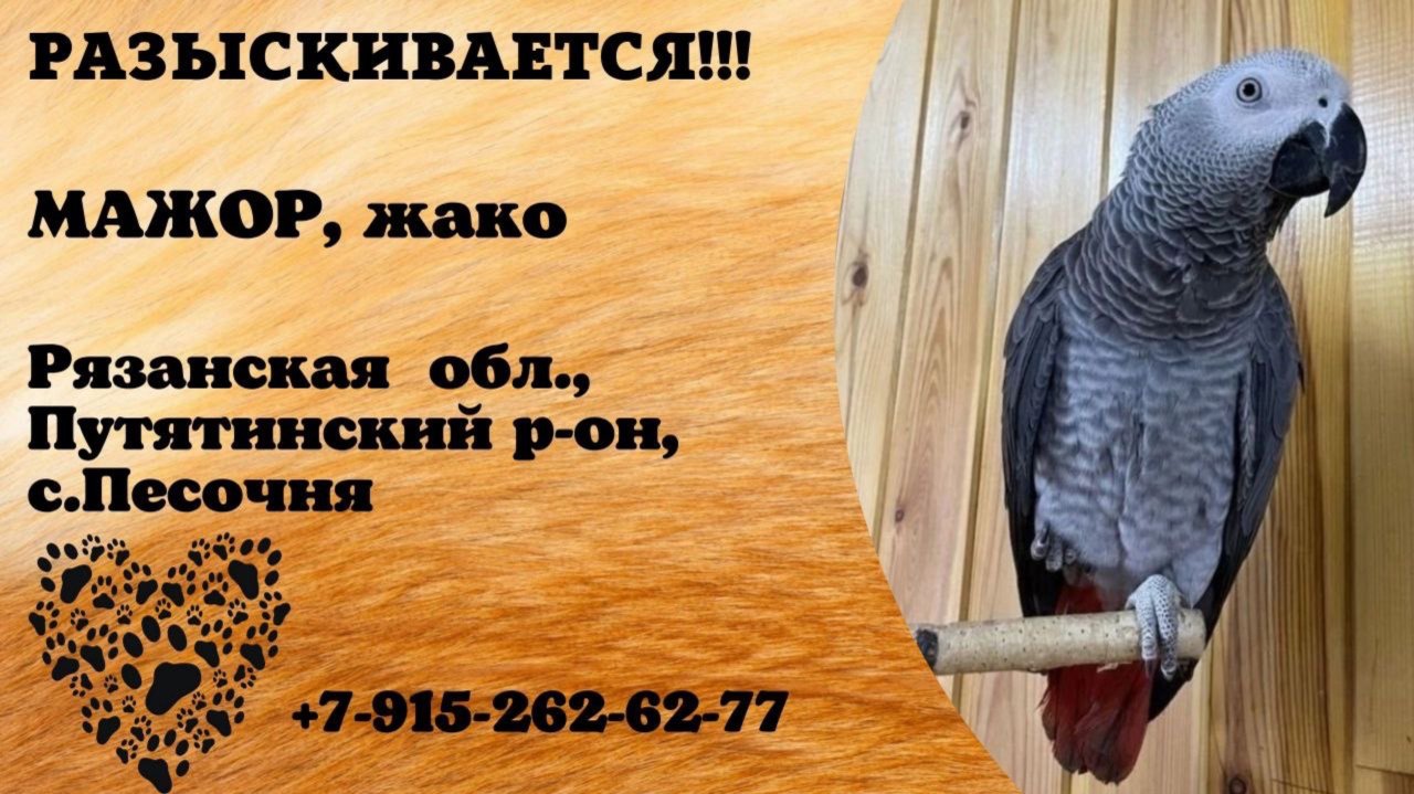 Пропал попугай! МАЖОР, жако. Рязанская обл., Путятинский р-н, с.Песочня.