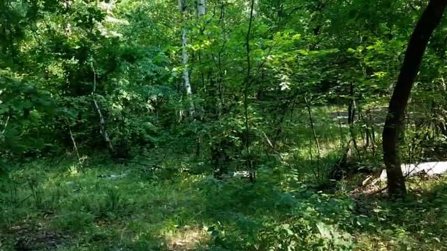 САМВЕЛ АДАМЯН, ОБЗОР ОТ СК, СЕСТРА САМВЕЛА ПРЕВРАЩАЕТСЯ В МАМКУ..