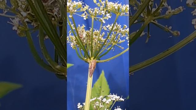 Пенница слюнявая (Philaenus spumarius)-полужесткокрылое насекомое из семейства цикад-пенниц