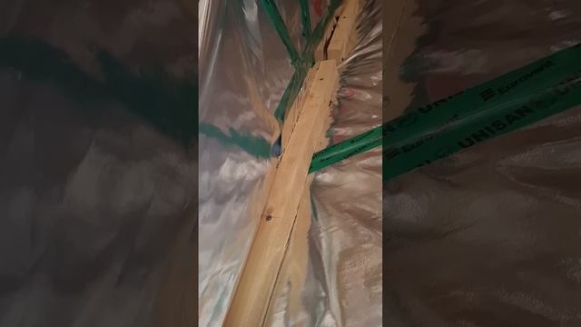 1000027308.mp4 (Собака смотрит на строительную часть под и/бруса в доме А-фрейм)