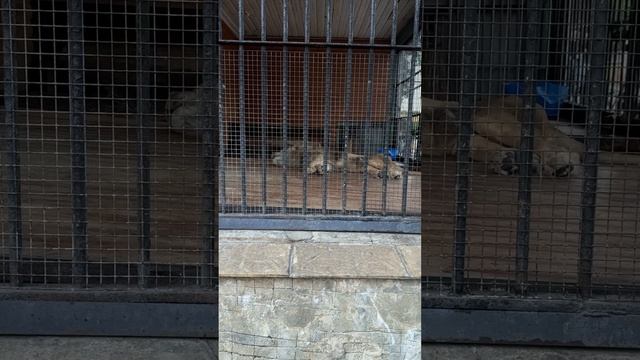 Случай в зоопарке