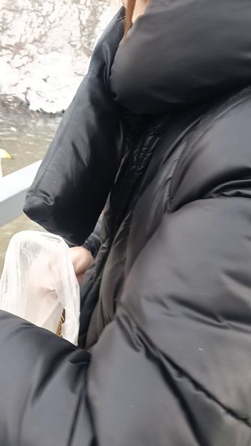 Зимовка лебедей на Алтае