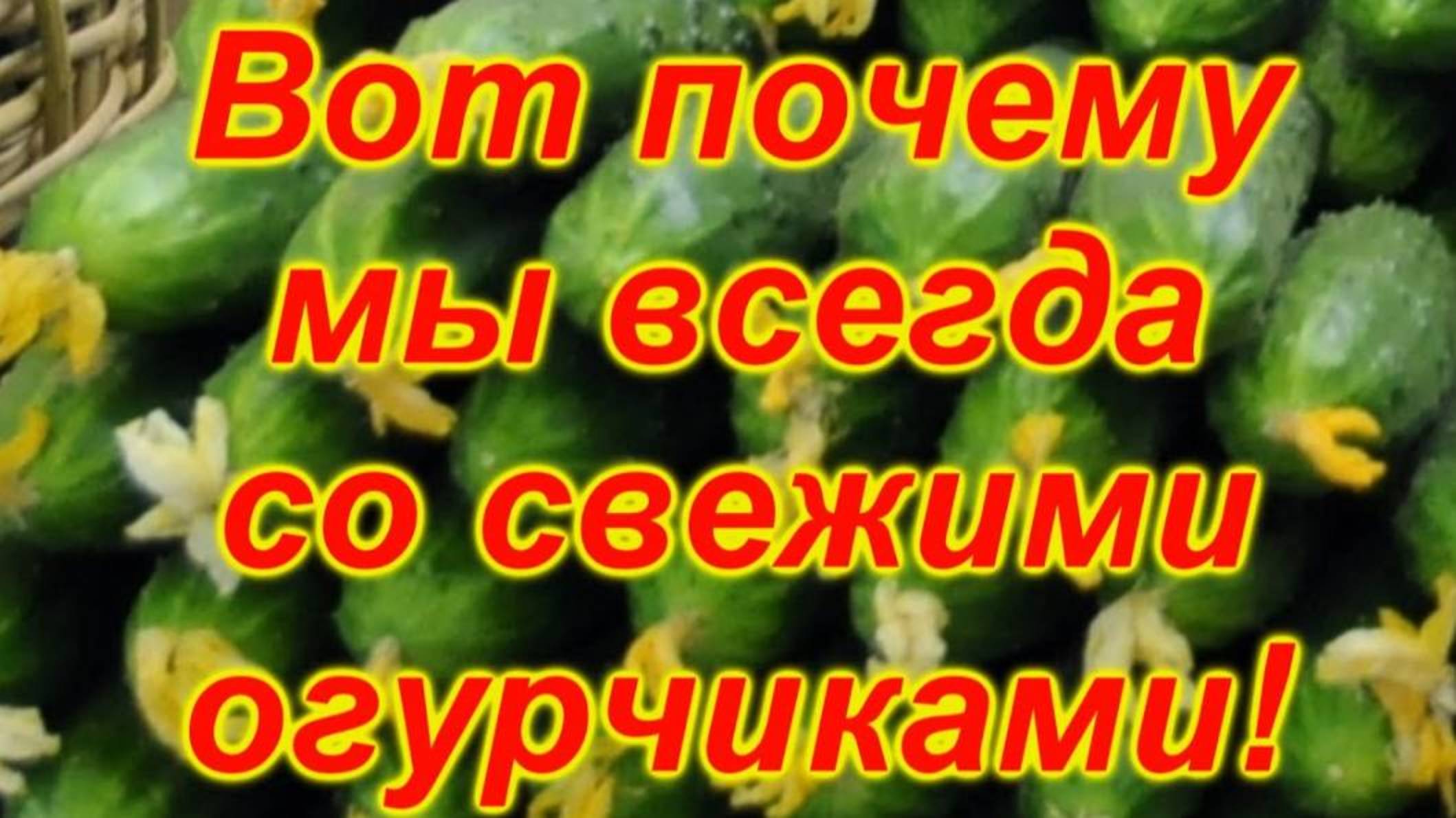🥒 КАК СОБИРАТЬ ОГУРЦЫ ВСЁ ЛЕТО: 7 главных правил непрерывного урожая