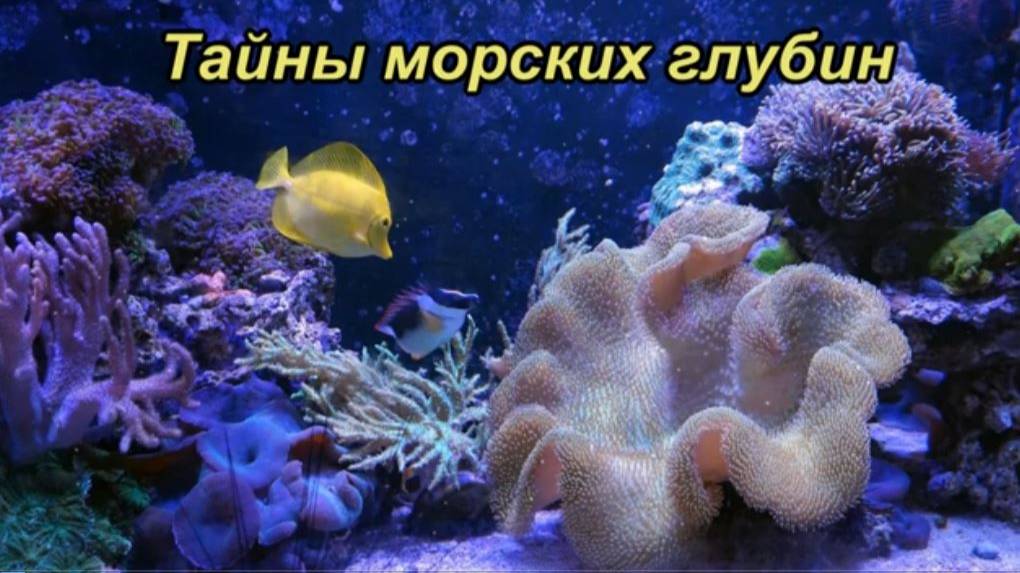 Тайны морских глубин: к Всемирному дню моря