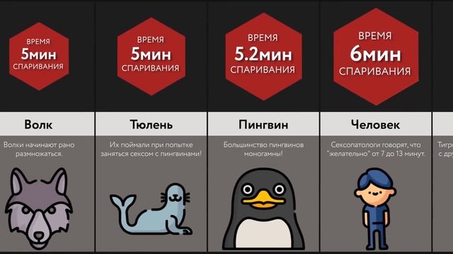 Время Спаривания Животных