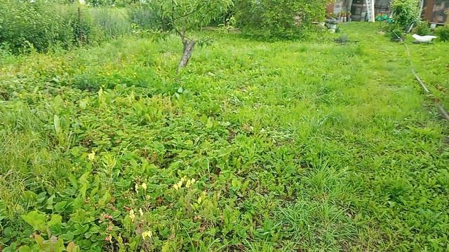 начинаем ремонт тераски, поработала в огороде
