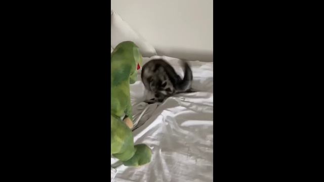 Смешные котики - часть 29