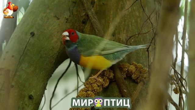 Мир птиц – красота и грация пернатых созданий Природы 🦩🦚🦜 Выпуск (246) 🦉🐦🐤