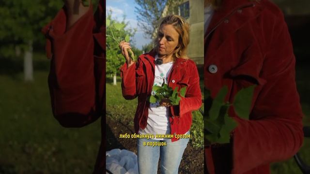 Красивейшие кустарники из веточек! Черенкуем сирень, чубушник, гортензию – будут бесплатные саженцы