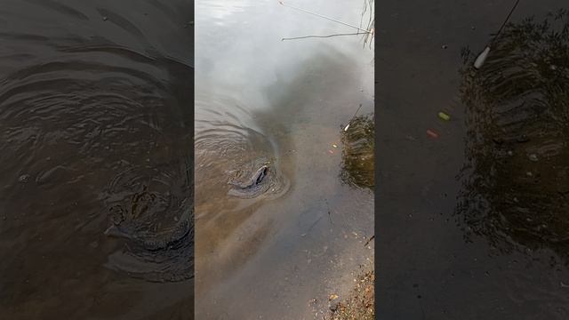 1000020947.mp4