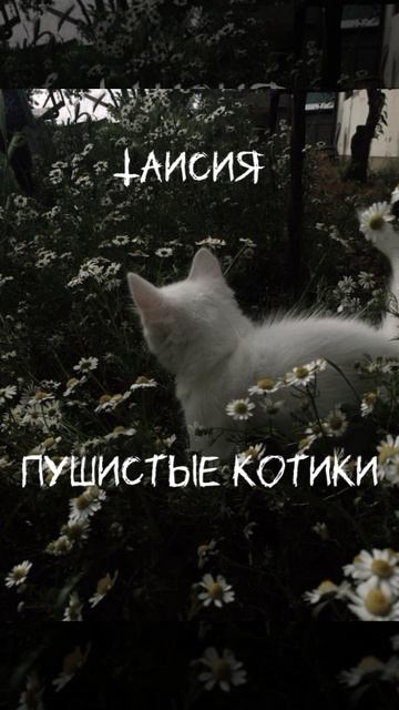 пушистые котики это мой новый трек