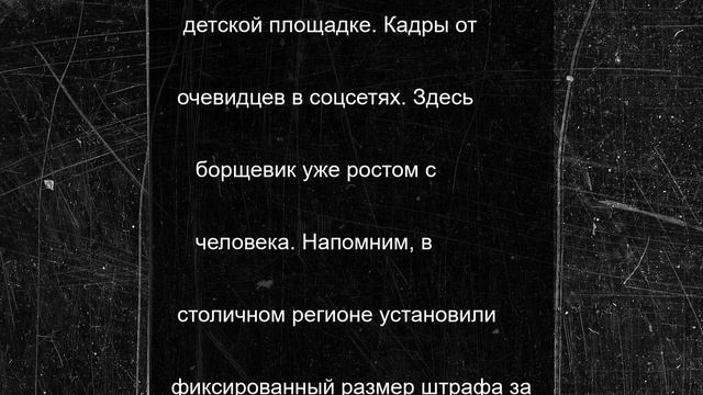 Опасным борщевиком зарастает поселок в Подмосковье