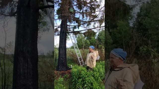 Как ловить и снимать рои в лесу