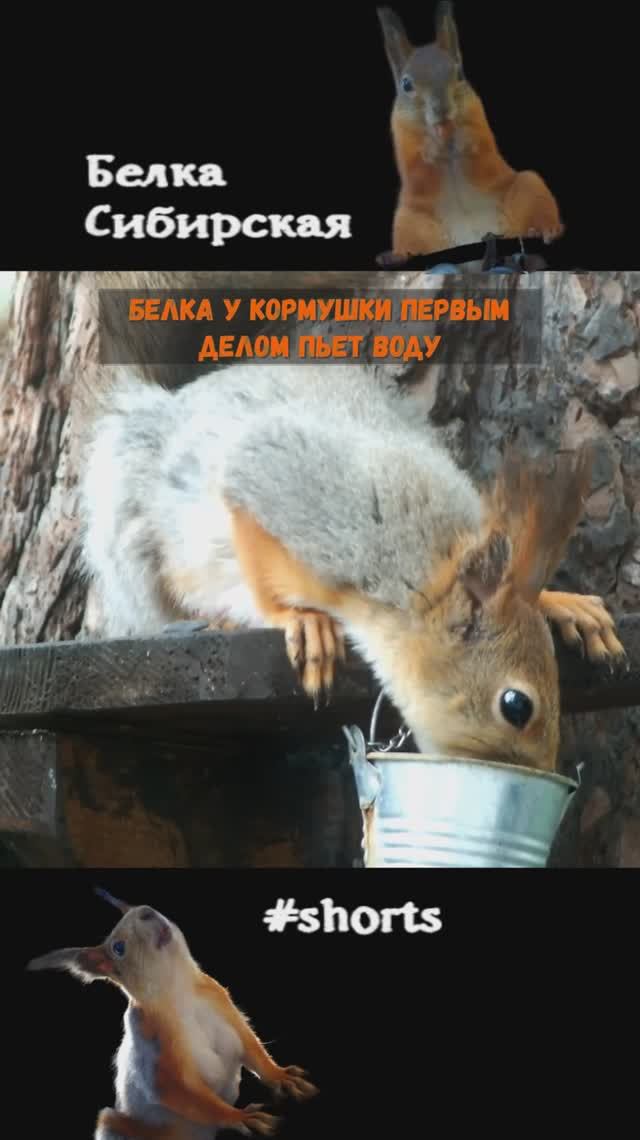 Белка пьет воду на кормушке