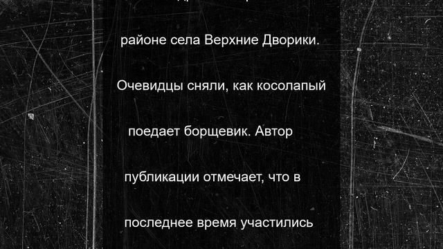 Крупный медведь прогуливался вдоль Ярославского шоссе в Сергиевом Посаде