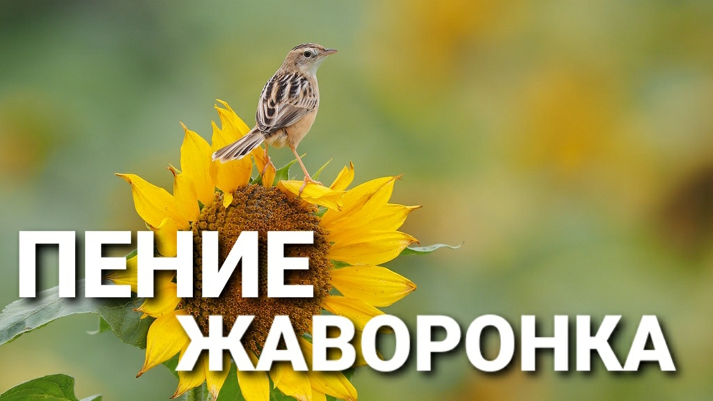 Целительное пение жаворонка. Избавление от стресса и тревоги