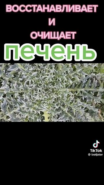 Чертополох(татрник)