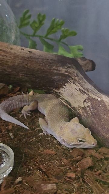 #ящерица #reels #short #shorts #margo #shortvideo #shortsvideo #nature #animals #lizard #surprise