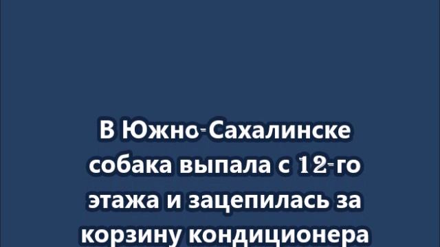 В Южно-Сахалинске собака выпала с 12-го этажа и зацепилась за корзину кондиционера