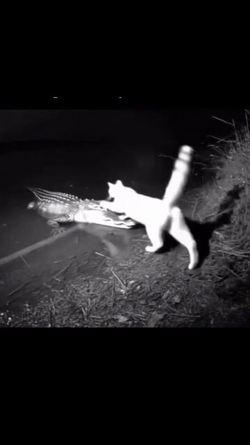 Кот залез на крокодила и уплыл