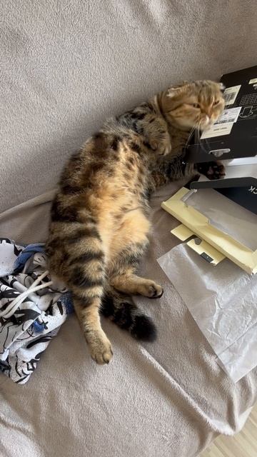 Милая шоколадная вислоухая кошечка разговаривает 🐱