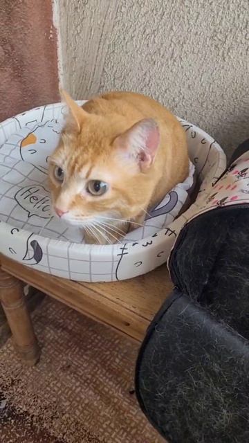 Рыжик, кот