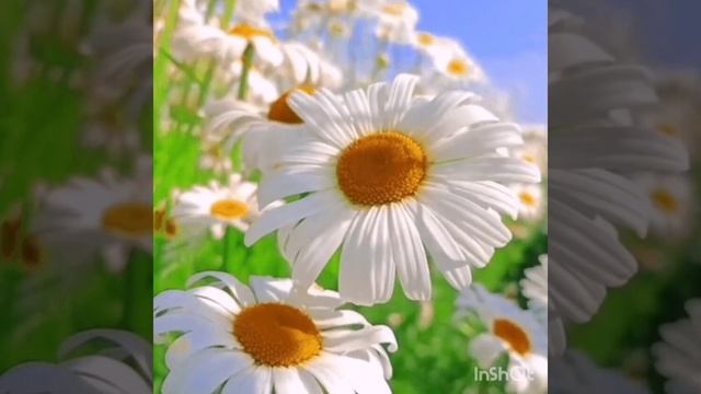 27-06-2025 ЛВЕ