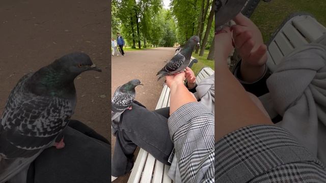 Санкт- Петербург. Парк Победы