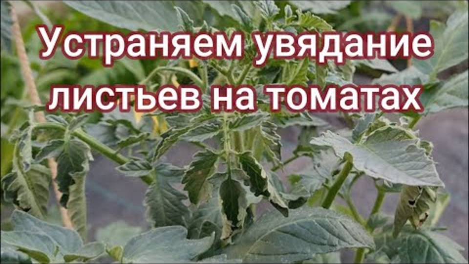 Срочно! Если листья томатов вянут – вы делаете ЭТУ ошибку! Исправь сейчас!