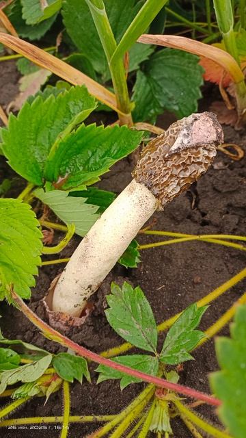 САНЯ и #интересный #гриб #весёлка #адриана