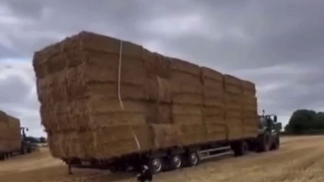 Без таких собак работа в поле встанет😅