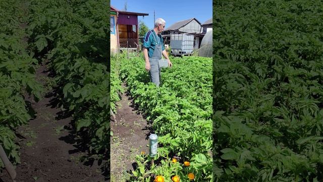 КАРТОШКА - НАНОтехнологии повышают урожай ....
