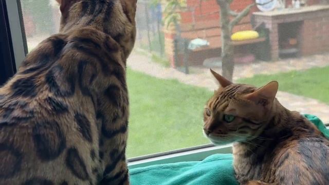 Смешной енот  Марсель играет с нами.
