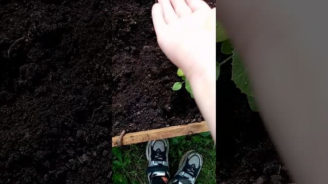 3 видео