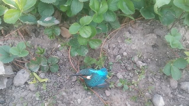 VID_20250626_173512.mp4