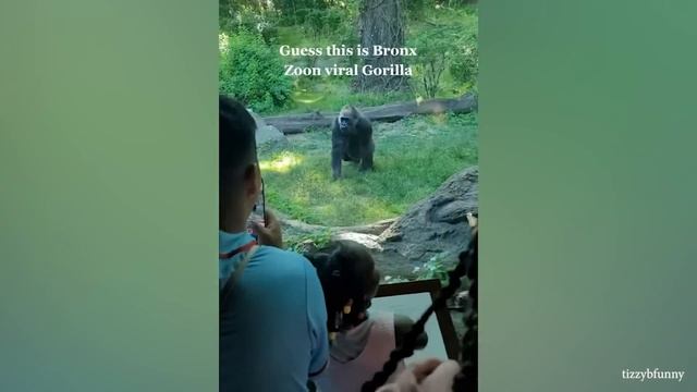 Самые смешные Видео с Обезьянками Которые Заставят Вас от души Посмеяться