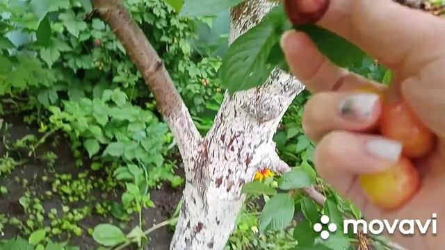 27 июня