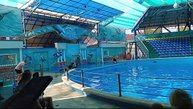 Отдыхаю на море, дельфинарий в Небуге 26-06-2025