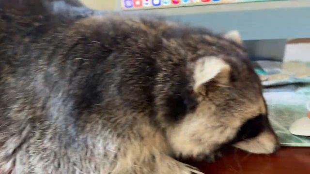 Енот Марсель помогает работать за компьютером.