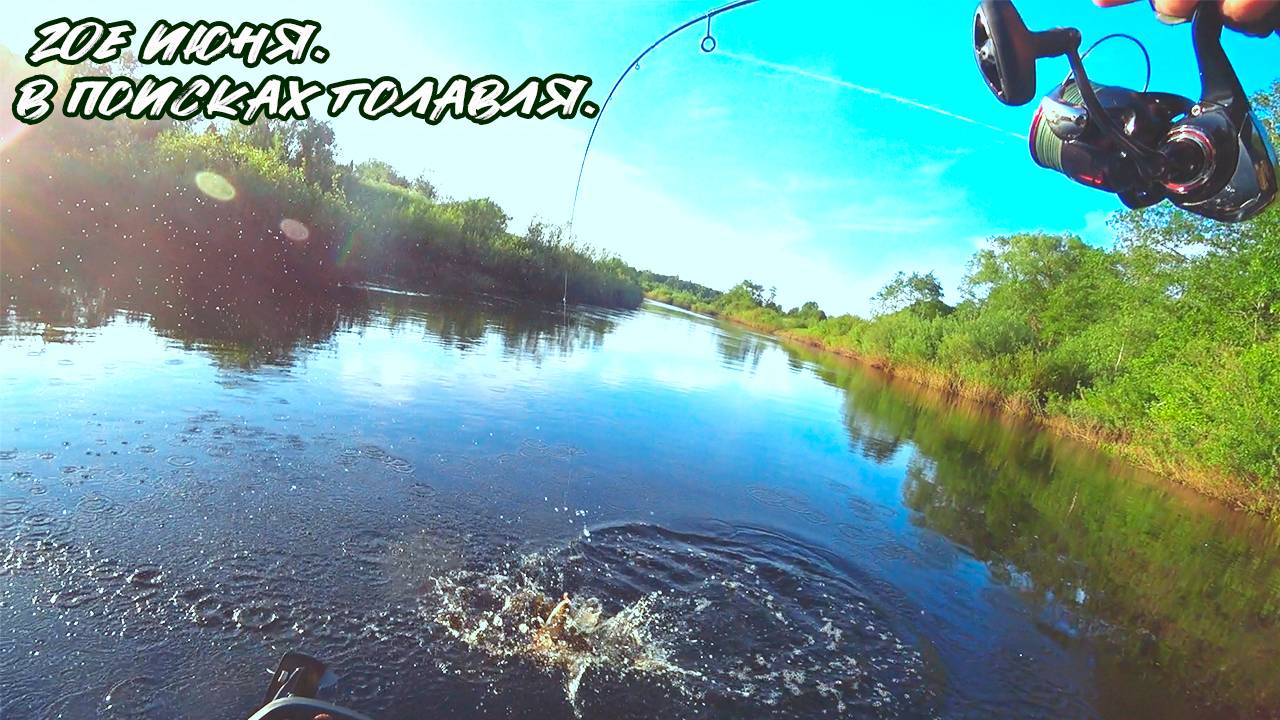 Ищу голавля 20.06.25