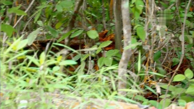 Wild Borneo ep 05