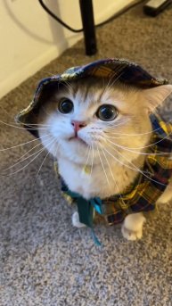 НА РЫБАЛКУ 😼 А ШОПИНГ! 🤨 #cat #ОЗВУЧКА #юмор