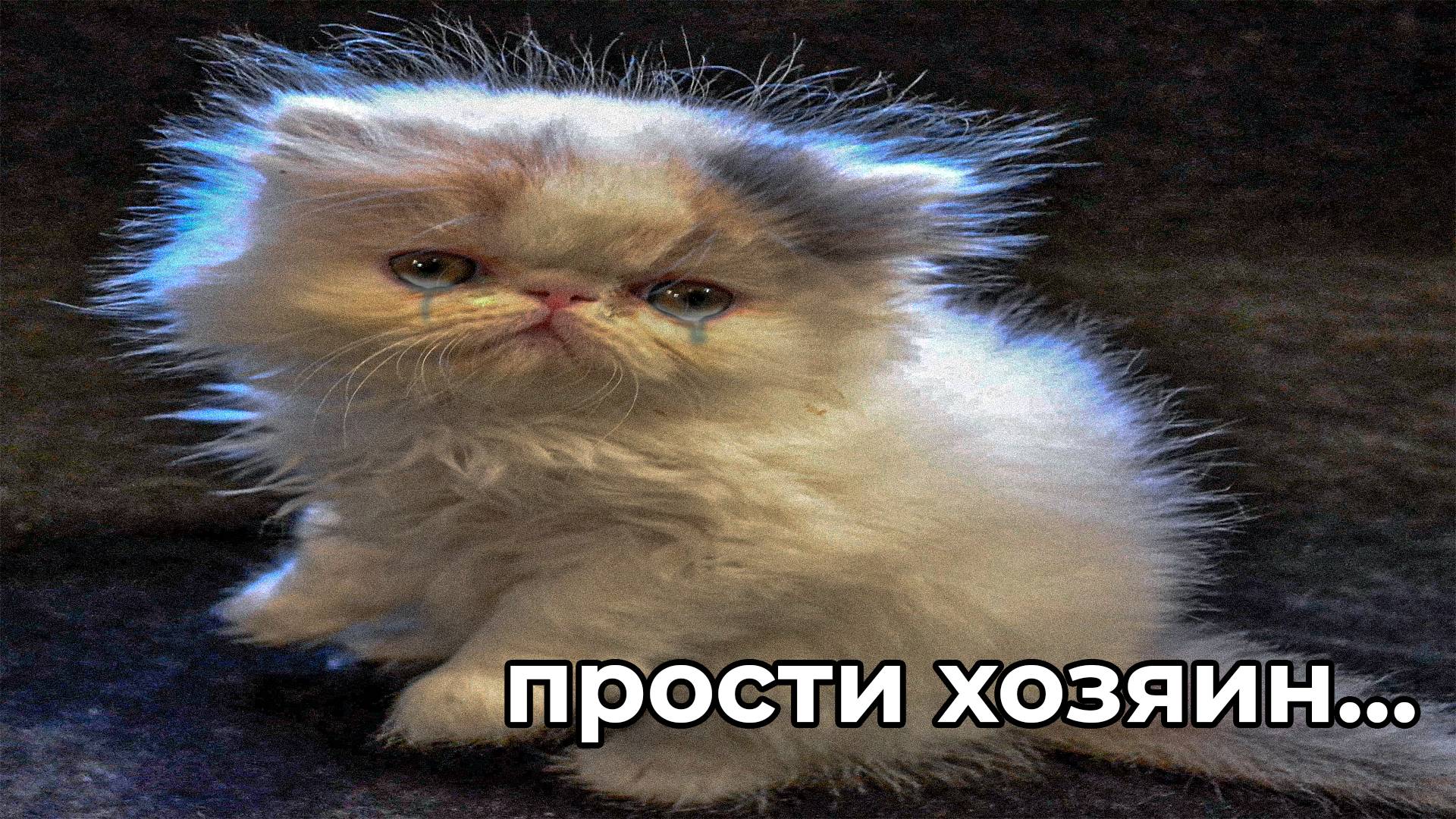 ЭТОГО КОТА НИКТО НЕ ЛЮБИТ, ПОТОМУ ЧТО ОН ПУКАЕТ