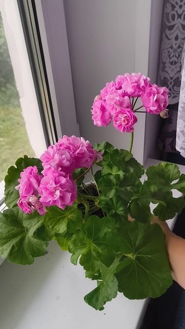 Пеларгония ЮЗИС Парцифаль
